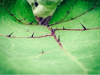 family law solicitor