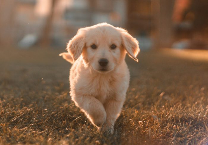 Puppy running in field